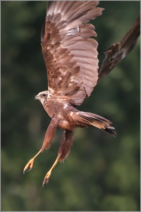 <p>MOTÁK POCHOP (Circus aeruginosus) Lobendava</p>